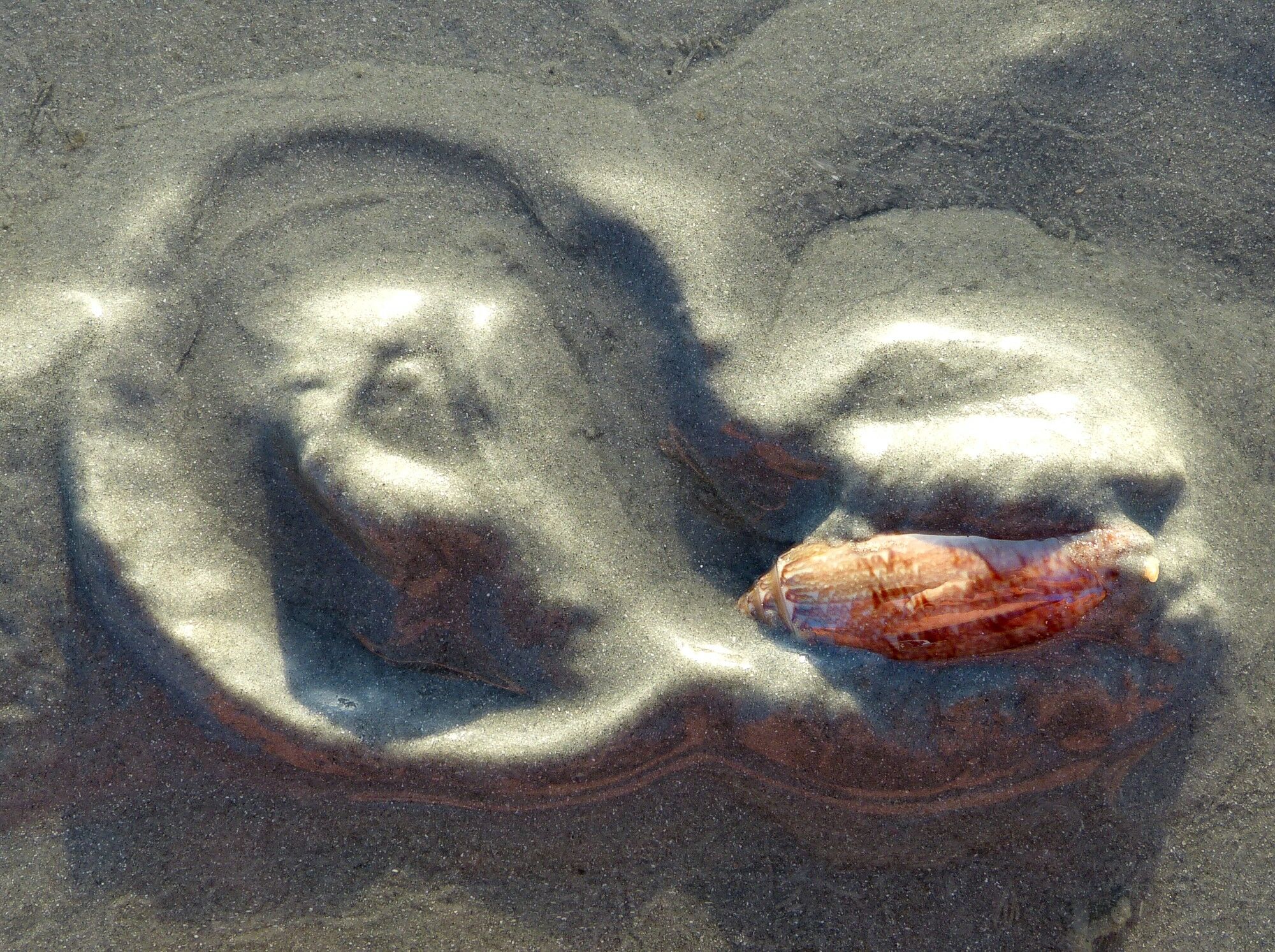 Click to See Next Image